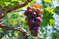 میوه پیشنهادی پژوهشگران