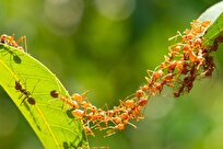 استراتژی شگفت‌انگیز مورچه‌ها که می‌تواند آینده رباتیک را متحول کند