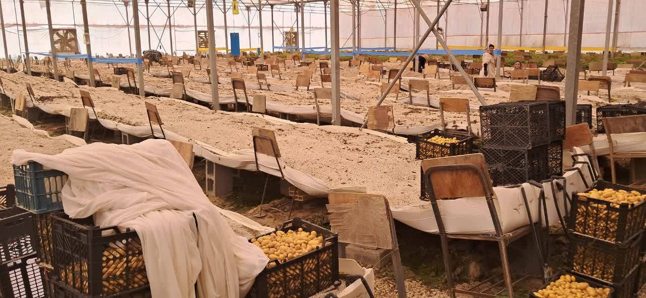 ایران صادرکننده بذر سیبزمینی به خاورمیانه و آفریقا میشود؛ ۵۰۰ شغل مستقیم در مناطق محروم با طرح توسعه بذر سیبزمینی ایران صادرکننده بذر سیبزمینی به خاورمیانه و آفریقا میشود؛ ۵۰۰ شغل مستقیم در مناطق محروم با طرح توسعه بذر سیبزمینی