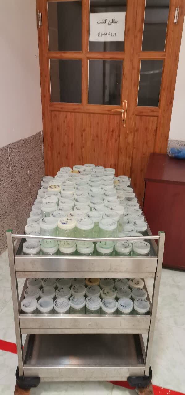 ایران صادرکننده بذر سیبزمینی به خاورمیانه و آفریقا میشود؛ ۵۰۰ شغل مستقیم در مناطق محروم با طرح توسعه بذر سیبزمینی ایران صادرکننده بذر سیبزمینی به خاورمیانه و آفریقا میشود؛ ۵۰۰ شغل مستقیم در مناطق محروم با طرح توسعه بذر سیبزمینی