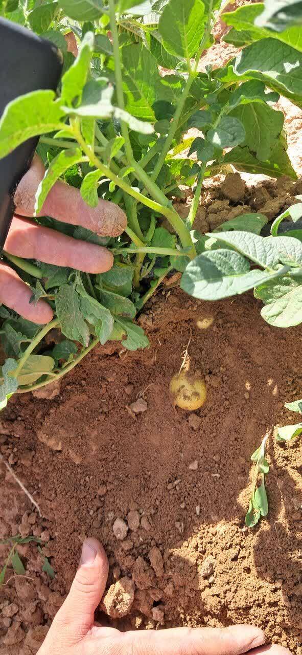 گام بلند دانشگاه آزاد به سمت خودکفایی کشور در تحریم؛ ۱۰ درصد نیاز داخلی سیبزمینی را پوشش میدهیم گام بلند دانشگاه آزاد به سمت خودکفایی کشور در تحریم؛ ۱۰ درصد نیاز داخلی سیبزمینی را پوشش میدهیم