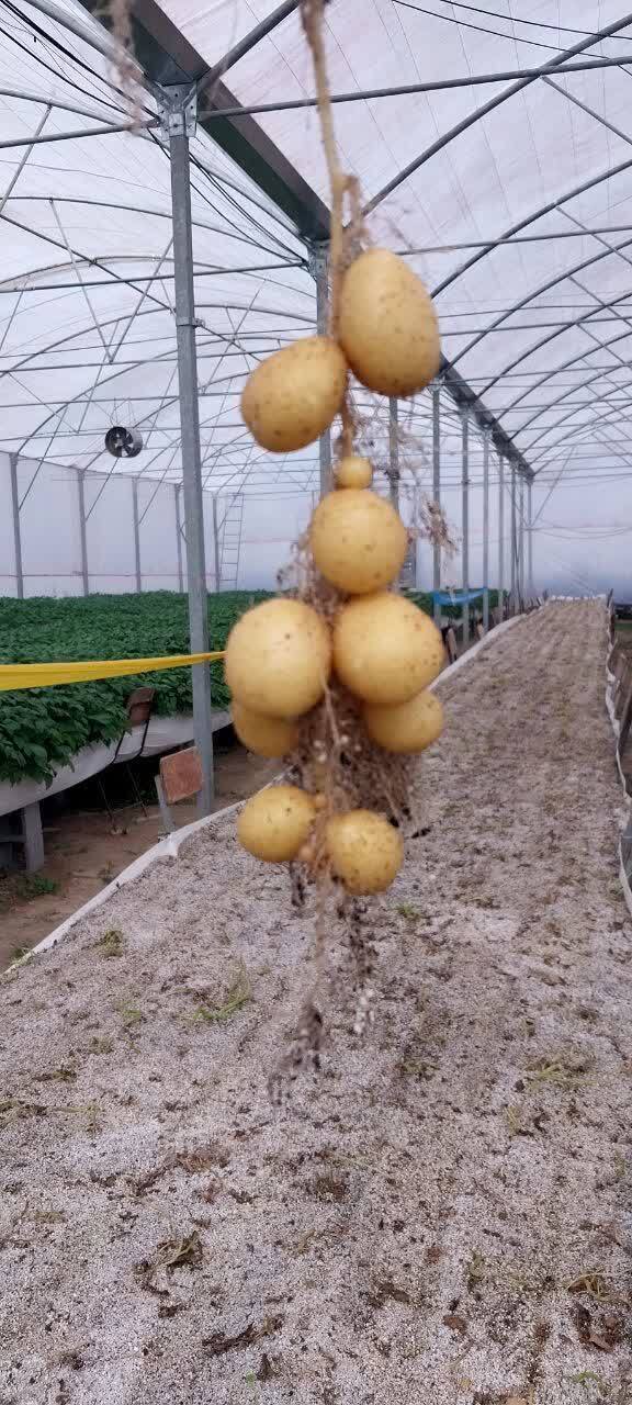 گام بلند دانشگاه آزاد به سمت خودکفایی کشور در تحریم؛ ۱۰ درصد نیاز داخلی سیب‌زمینی را پوشش می‌دهیم