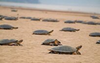 انقلاب پهپادی در جنگل‌های بارانی