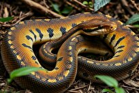 کشف-سلول‌هایی-که-استخوان-را-هضم-می‌کنند