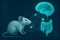 آلزایمر سیم‌کشی ایمنی روده را در موش‌ها دوباره تنظیم می‌کند
