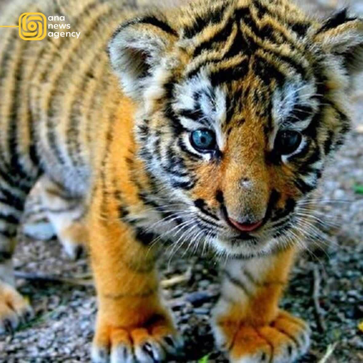 اخبار و رویدادهای استانی از نگاه آنا +فیلم و عکس اخبار و رویدادهای استانی از نگاه آنا +فیلم و عکس