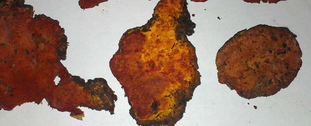 یک نوع قارچ بر علیه سرطان بلند شد یک نوع قارچ بر علیه سرطان بلند شد