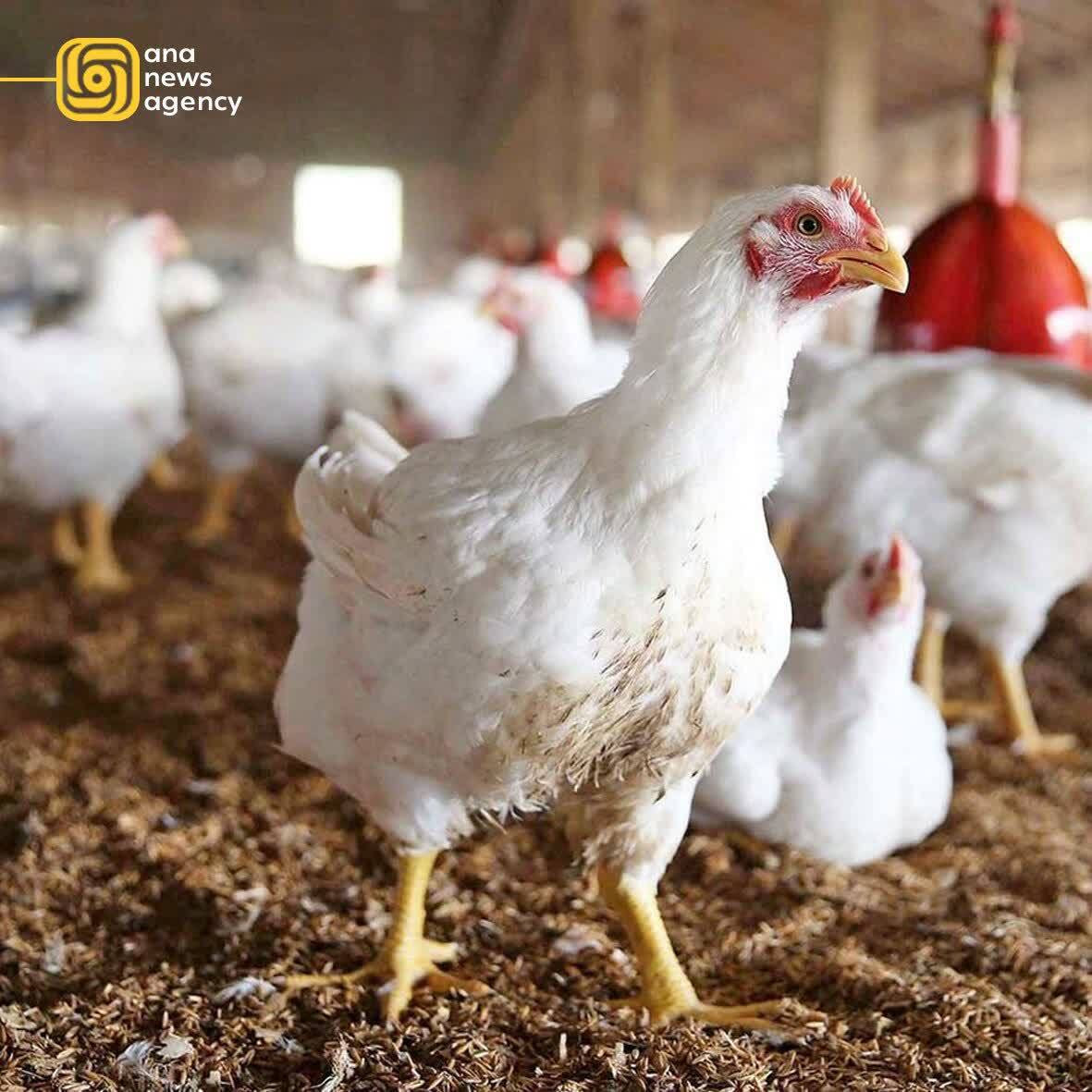 ایران در قامت آنا؛ نبض تپنده روایت‌ها از شهر تا دورترین نقاط