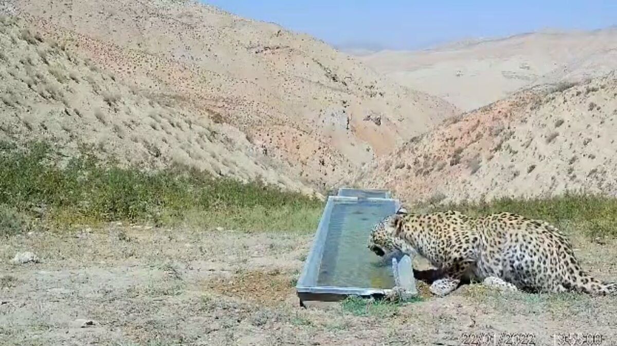 مشاهده و تصویربرداری از پلنگ در ارتفاعات فیروزکوه+ فیلم