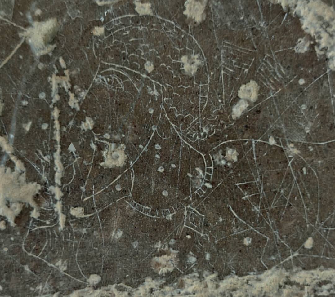 کشف سنگ نگاره زیبای «بزرگ زاده ساسانی» در مرودشت فارس