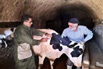 برگزاری نخستین رویداد ملی «دام‌یار» با حضور گروه‌های جهادی دامپزشکی سراسر کشور