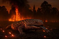 راه حل طبیعت برای نجات حیوانات ساکن در مناطق مستعد آتش سوزی