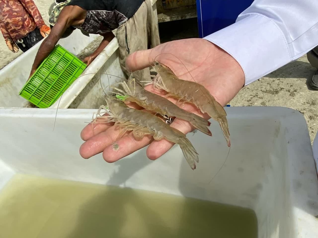 برداشت ۵۰ تن میگو از مزارع دانشگاه آزاد سیستان و بلوچستان