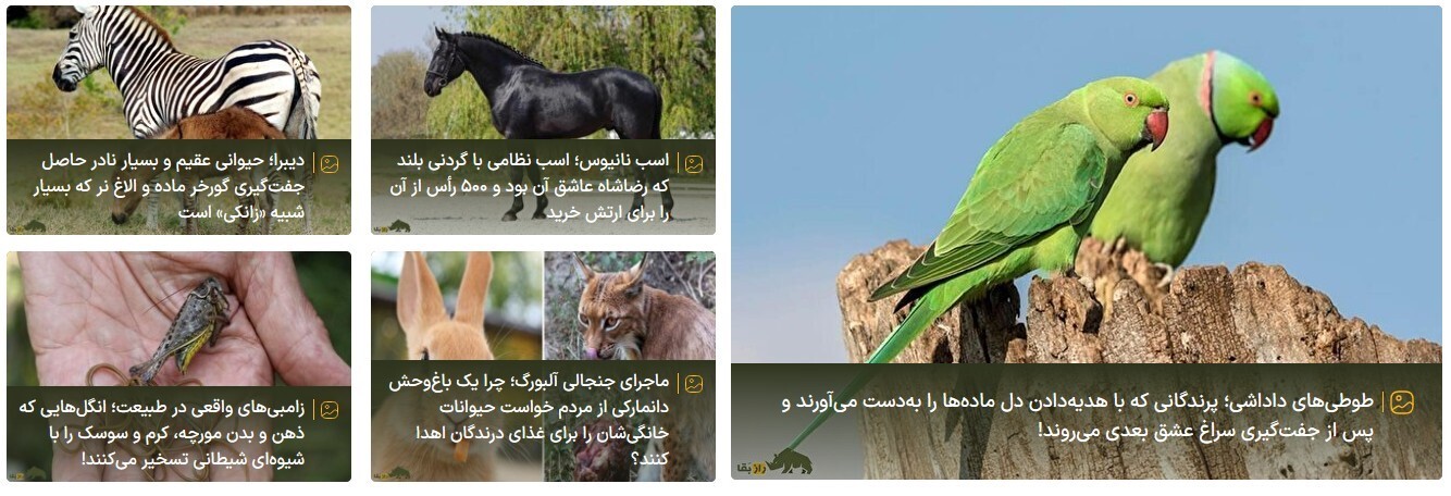 سایت راز بقا؛ اولین مرجع تخصصی حیاتوحش ایران و جهان سایت راز بقا؛ اولین مرجع تخصصی حیاتوحش ایران و جهان