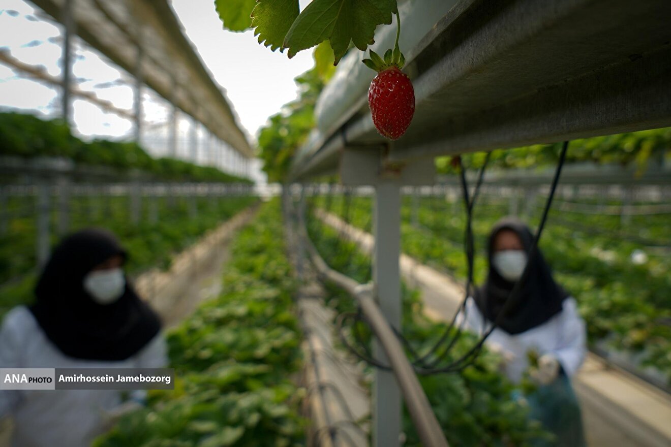 تولید ملی برای آبادانی مناطق محروم