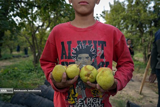 توانمندی اقتصادی برای رفع محرومیت - باغ گلابی