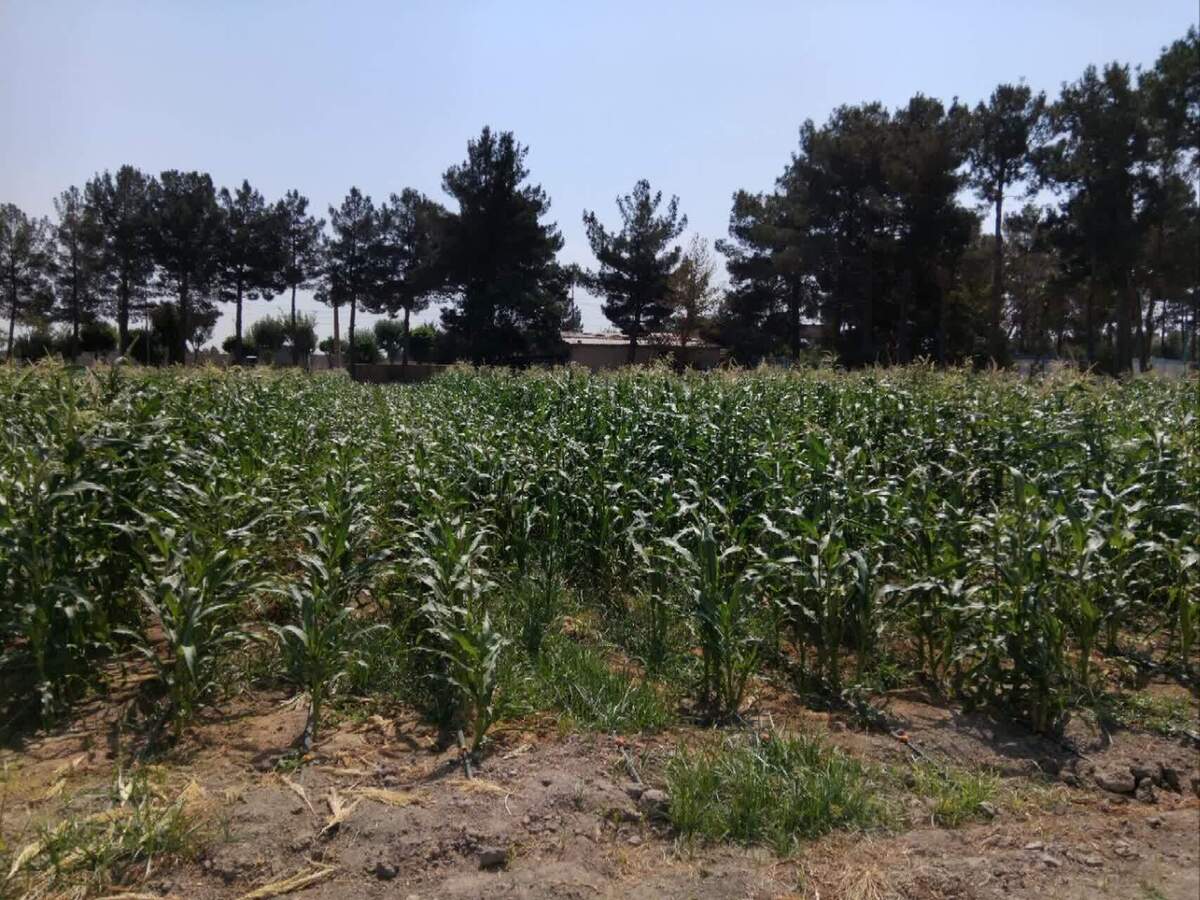 گام بلند دانشگاه آزاد در مسیر خودکفایی تولید بذر هیبریدی