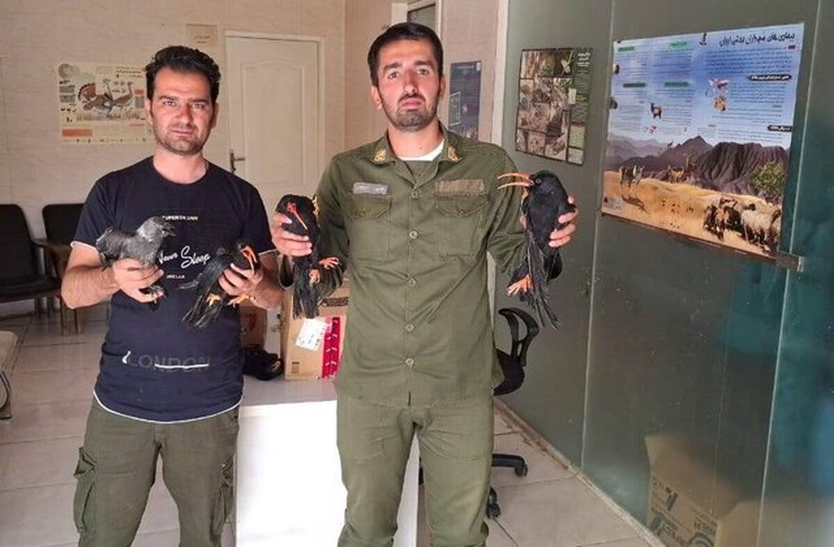 نجات و تحویل بیش از ۲۰ گونه حیات ‌وحش آسیب ‌دیده پایتخا به مرکز پردیسان