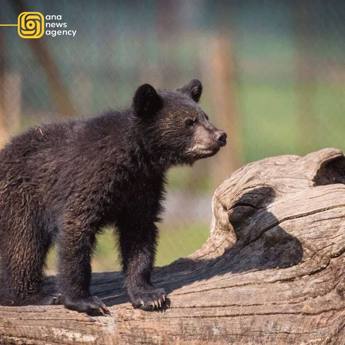 ققققققققققق