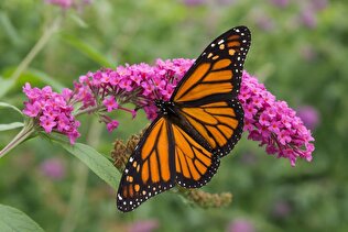 داستان پروانه‌ای که نجاتش وایرال شد