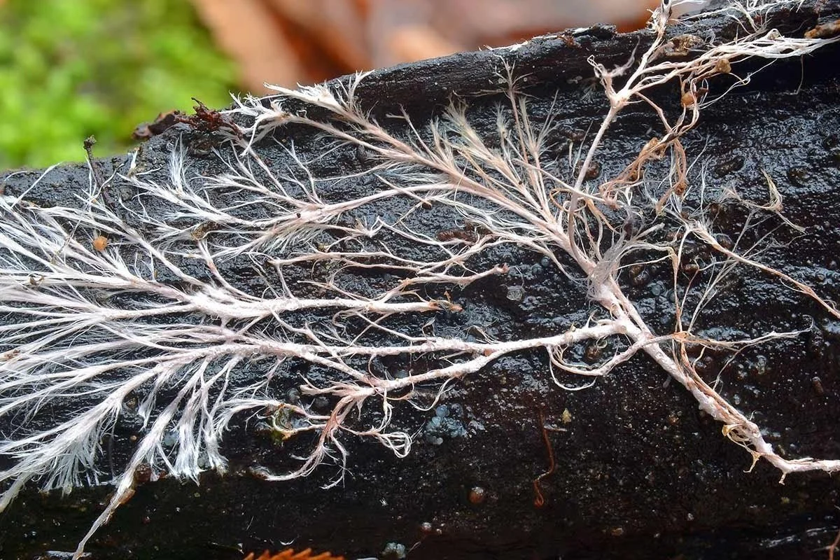 آینده التیام زخم با بانداژهای زنده از قارچ آینده التیام زخم با بانداژهای زنده از قارچ