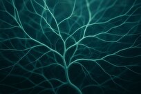 آینده التیام زخم با بانداژ‌های زنده از قارچ