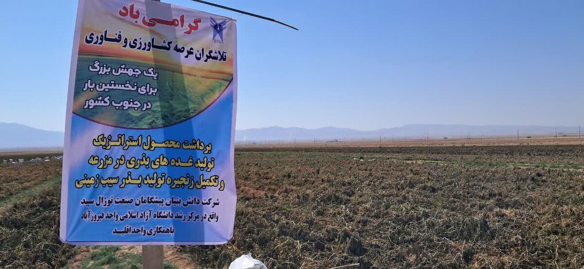 آغاز برداشت محصول استراتژیکی از مزرعه تحقیقاتی دانشگاه آزاد فیروزآباد