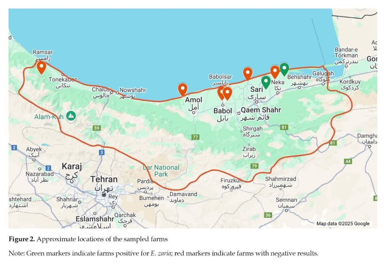 گام نوین محققان دانشگاه تهران در شناخت مهمترین بیماری انگلی طیور کشور گام نوین محققان دانشگاه تهران در شناخت مهمترین بیماری انگلی طیور کشور