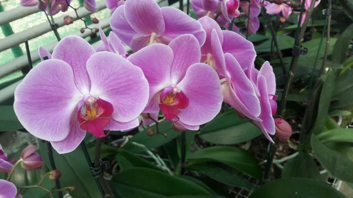 تکثیر انبوه ارکیده فالانوپسیس با روشی نوین توسط محققان دانشگاه تهران