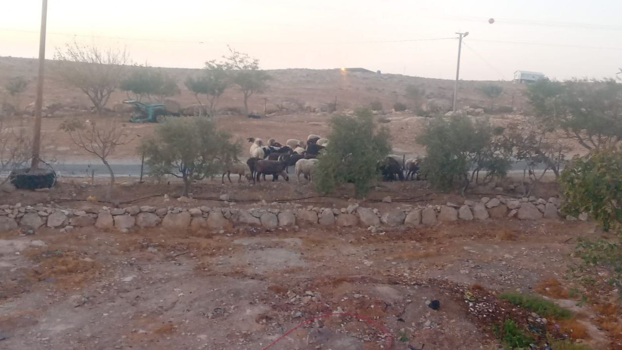 شهرکنشینان صهیونیست با پشتیبانی ارتش به اراضی فلسطینیان در جنوب الخلیل یورش بردند شهرکنشینان صهیونیست با پشتیبانی ارتش به اراضی فلسطینیان در جنوب الخلیل یورش بردند