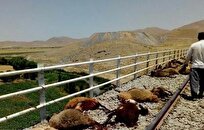 تلف شدن بیش از ۱۰۰ رأس گوسفند در برخورد قطار مشهد-تبریز