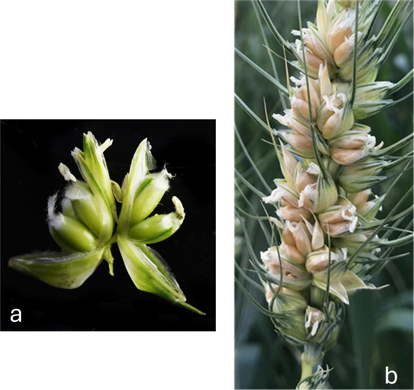 کلید ژنتیکی که می‌تواند گرسنگی میلیارد‌ها نفر را برطرف کند