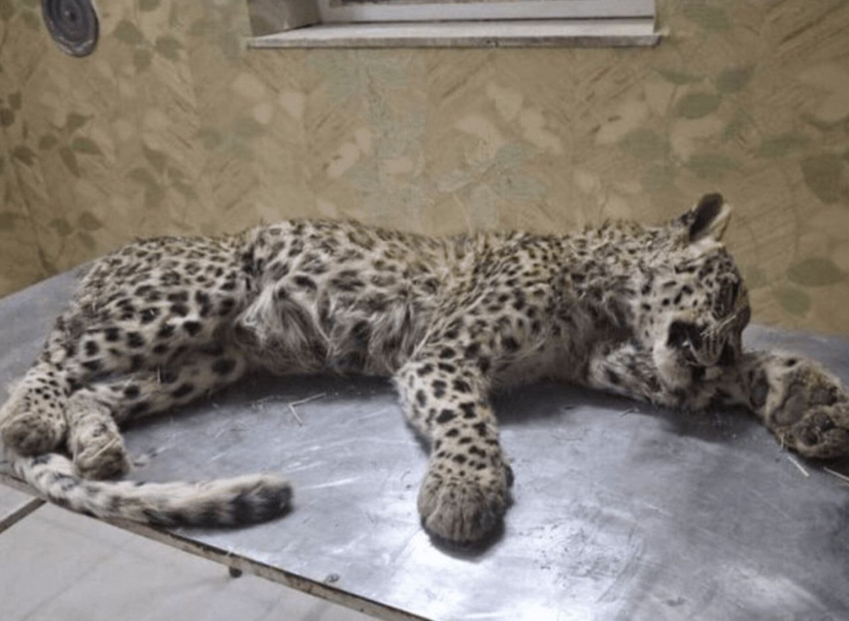 تلف‌شدن یک پلنگ ایرانی در صالح‌آباد توسط سگ‌های گله