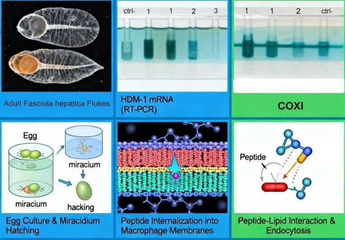 معرفی پروتئین نوترکیب جدید برای بهبود حساسیت کیت‌های تشخیص بیماری