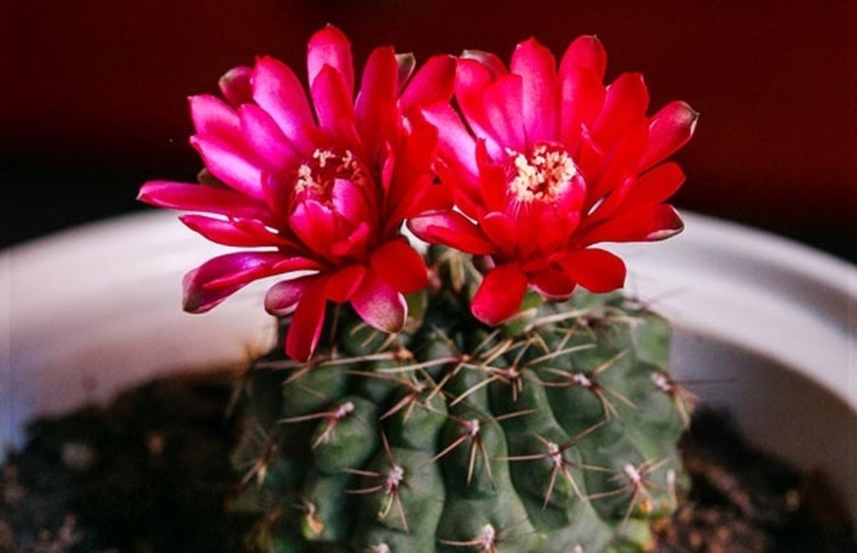 «عقرب زرد» ۱۷ ساله/ استراتژی دانشگاه آزاد برای فتح قله‌های جهانی علم