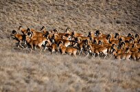 پارک ملی گلستان جهانی شد