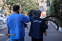 طرح دستگیری سارقان و مالخران پایتخت