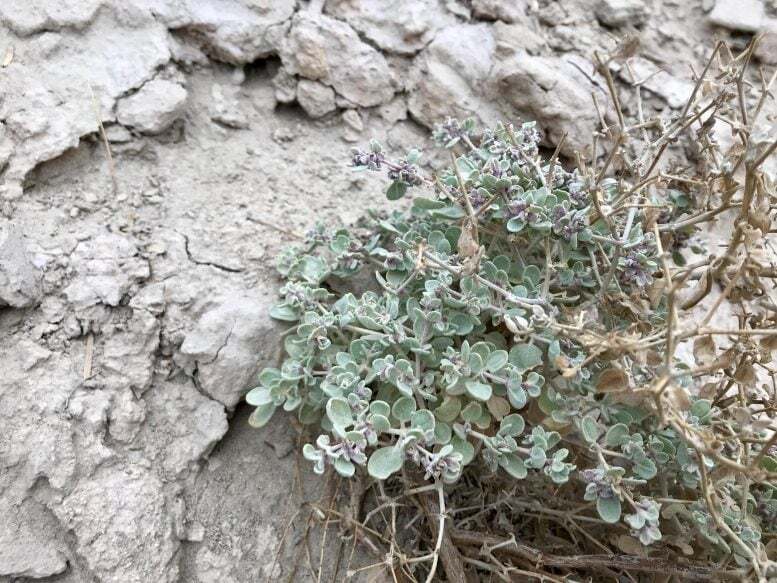 T. oblongifolia در حال رشد در دره مرگ، کالیفرنیا. عکس: کارین پرادو