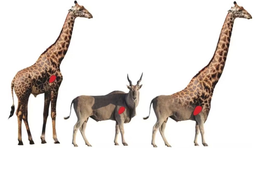 «اِلافه» خیالی، با بدن پایینی یک گاو کوهی و گردن کشیده زرافه، انرژی بیشتری را برای پمپاژ خون از قلب خود به سمت سرش مصرف میکرد. (استل میهیو/دانشگاه پرتوریا) «اِلافه» خیالی، با بدن پایینی یک گاو کوهی و گردن کشیده زرافه، انرژی بیشتری را برای پمپاژ خون از قلب خود به سمت سرش مصرف میکرد. (استل میهیو/دانشگاه پرتوریا)