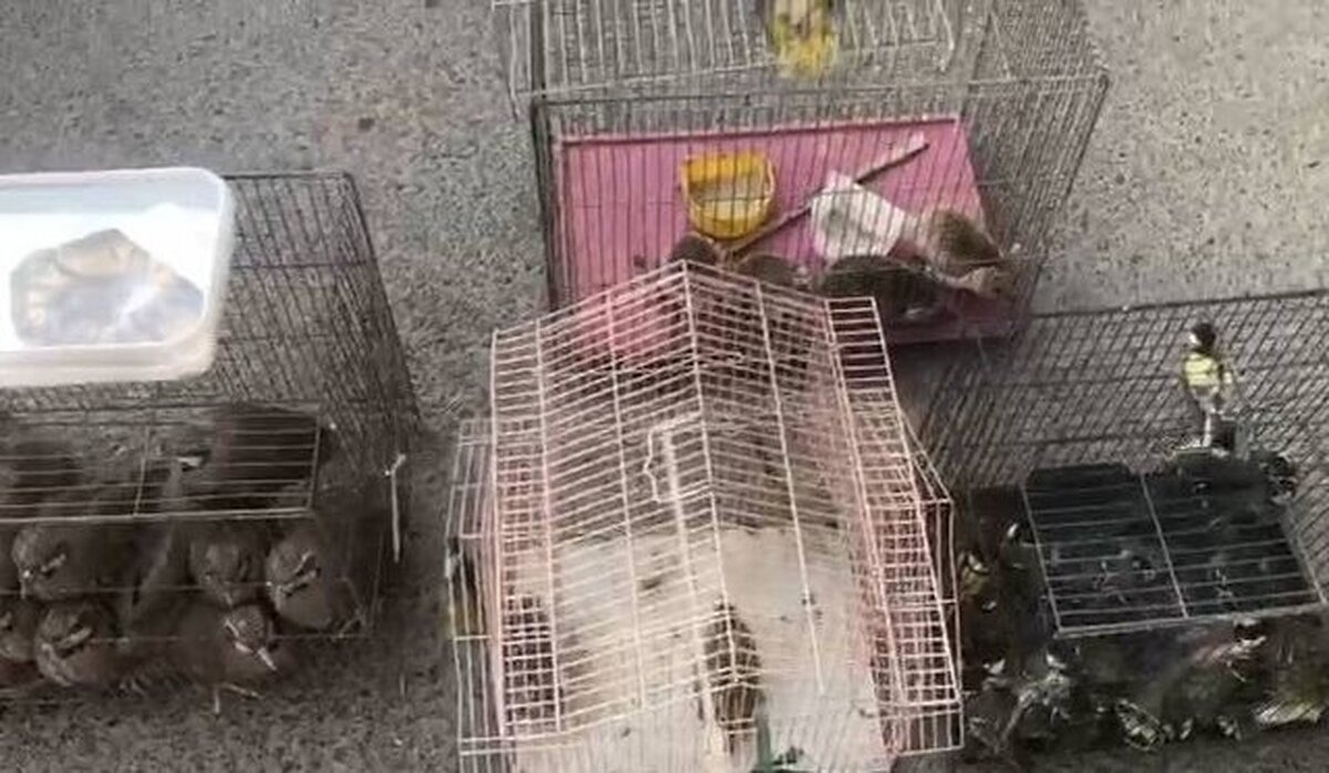 مقابله محیط زیست با قاچاق حیات وحش در بازار پرندگان خلیج فارس تهران