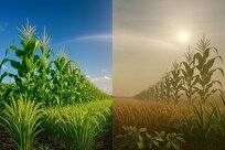 دانشمندان در دوراهیِ زمین خنک‌تر یا محصولات کشاورزی مغذی‌تر؟