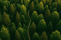 وقت‌گذرانی در فضای سبز، استرس را کاهش می‌دهد