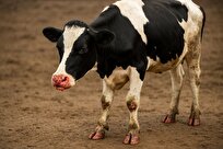 ویروس «تب برفکی» از قوانین تکامل برای فرار از ایمنی استفاده می‌کند