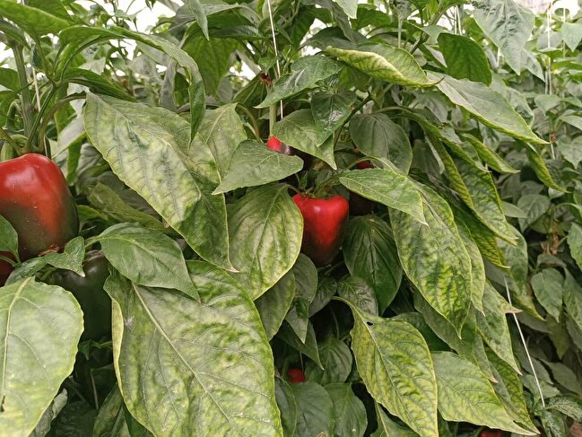 آغاز برداشت فلفل دلمه‌ای صادراتی از گلخانه تحقیقاتی دانشگاه آزاد الیگودرز