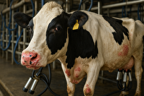 اپیدمی-تب‌برفکی-زنجیره-تولید-پروتئین-را-مختل-می‌کند