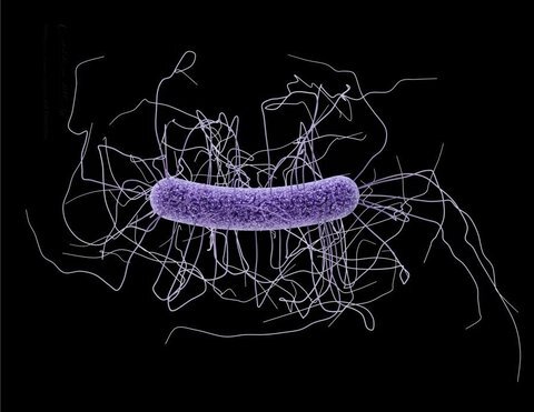 کلستریدیوم دیفیسیل