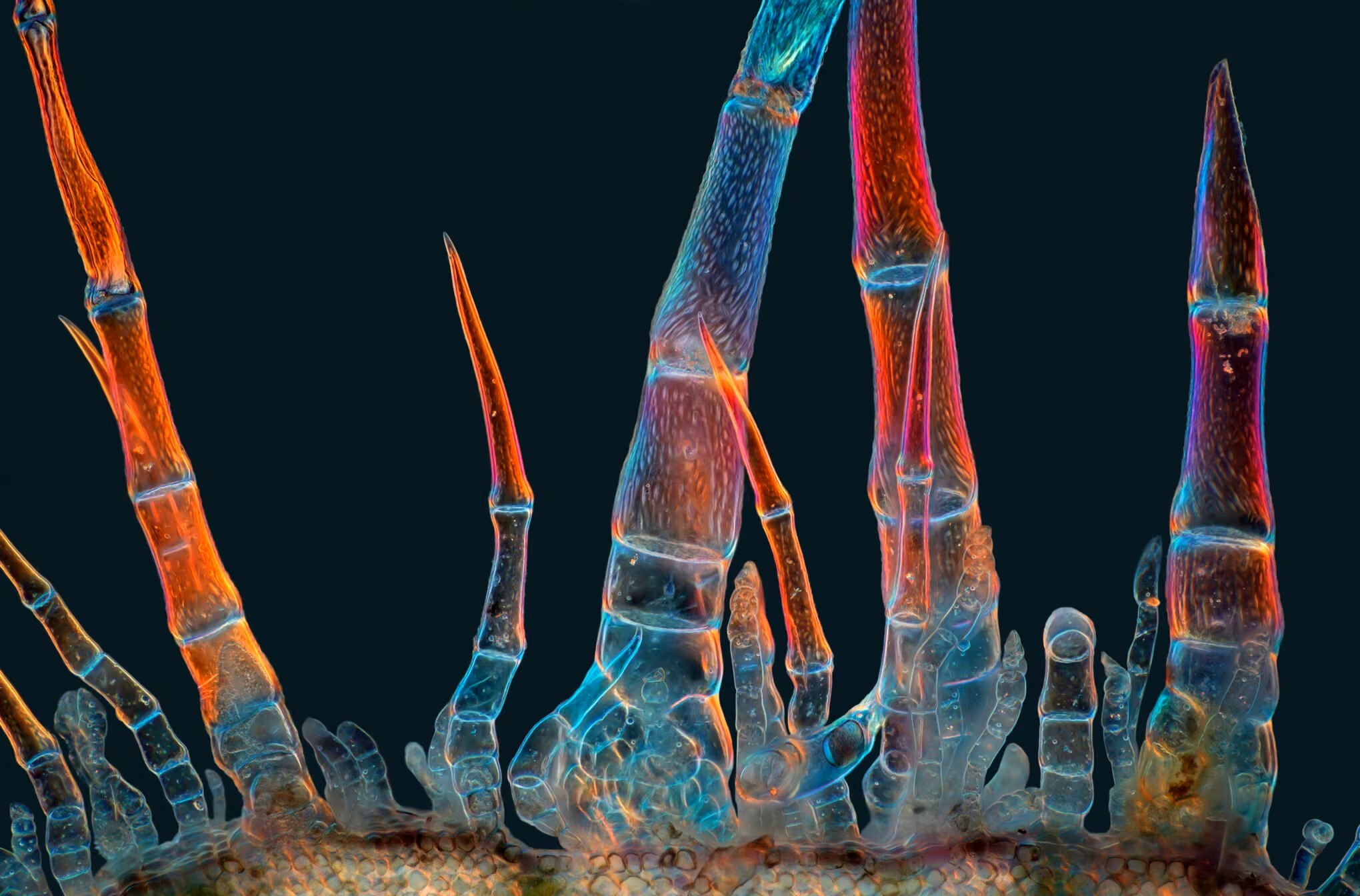 تریکومهای گل آفتابگردان تریکومهای گل آفتابگردان