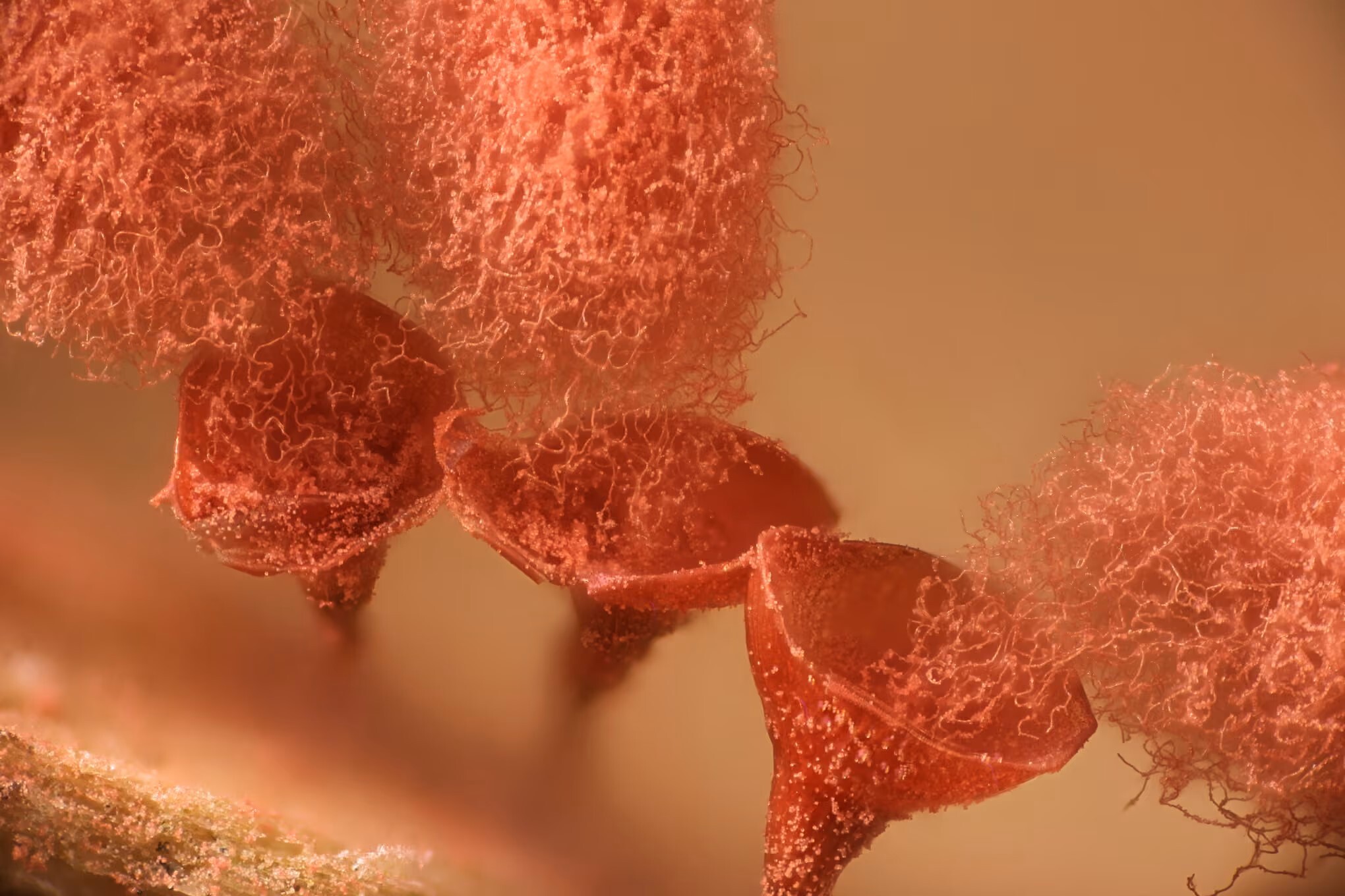 کپک لزج کپک لزج