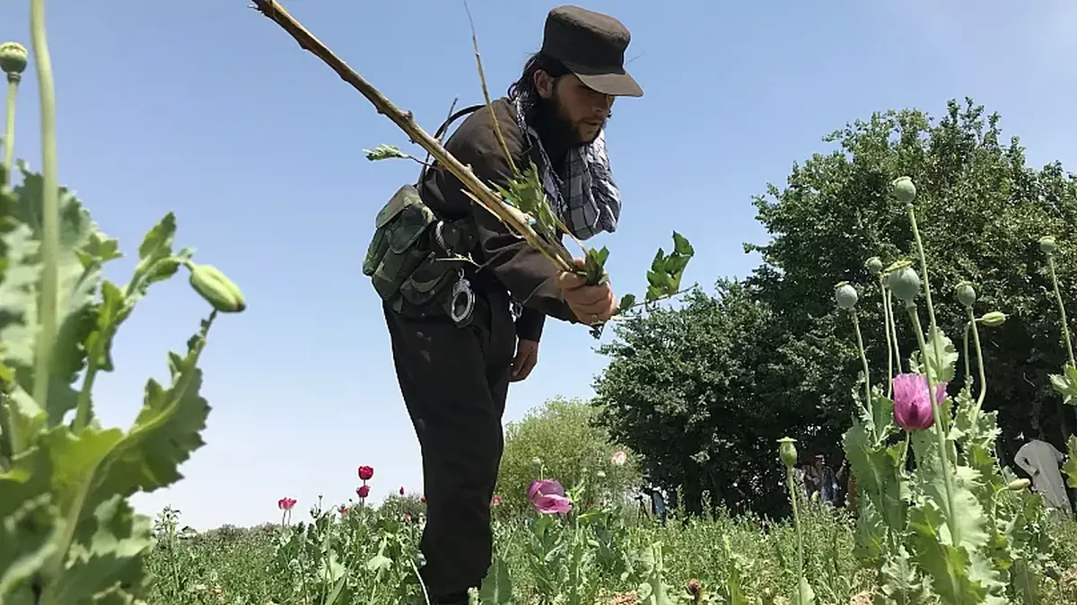 طالبان: مبارزه با مواد مخدر وظیفه شرعی ماست؛ ضررش برای افغان‌ها و منفعتش برای آمریکایی‌ها