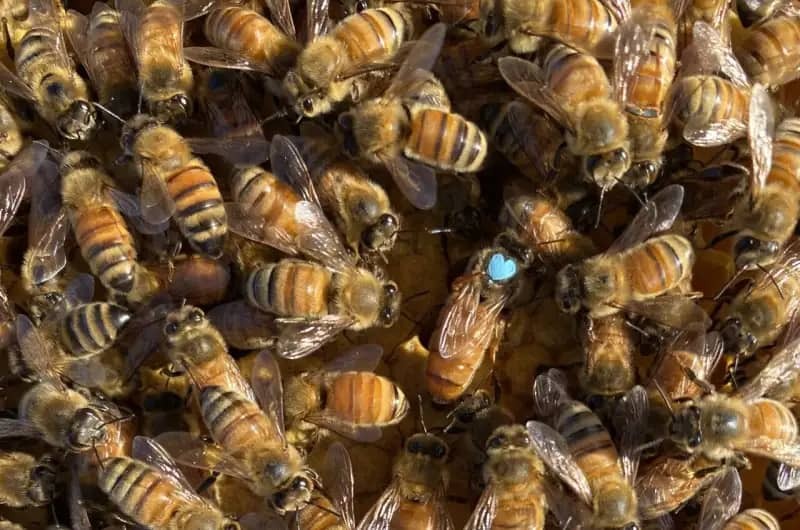 زنبور عسل ملکه با قلب آبی مشخص شده است. منبع: شلی هوور زنبور عسل ملکه با قلب آبی مشخص شده است. منبع: شلی هوور